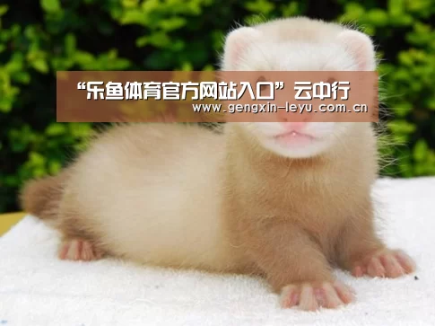 乐鱼官方网站下载